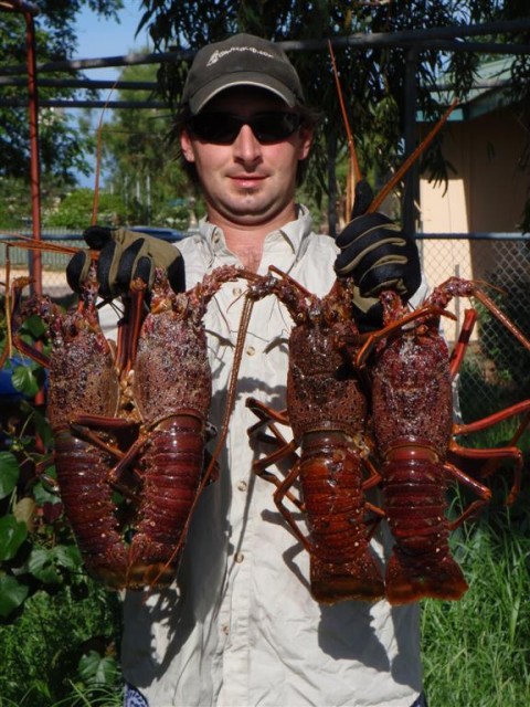 Exmouth Red Crays